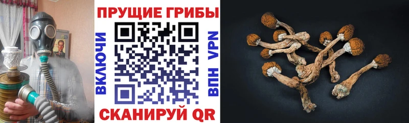 Псилоцибиновые грибы Psilocybine cubensis  Подольск 